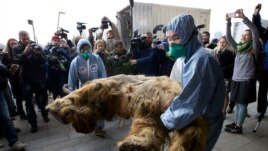 FILE: Russia Baby Mammoth named Yuka on Oct. 28,2014. Scientists say the 39,000-year-old baby mammoth is the best preserved one.