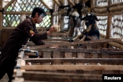 Seorang pekerja menggunakan pelindung wajah sedang memberi makan kambing di peternakan Mahir Farm menjelang Idul Adha di tengah pandemi virus corona (Covid-19), di Bogor, Jawa Barat, 28 Juli 2020. (Foto: Reuters)