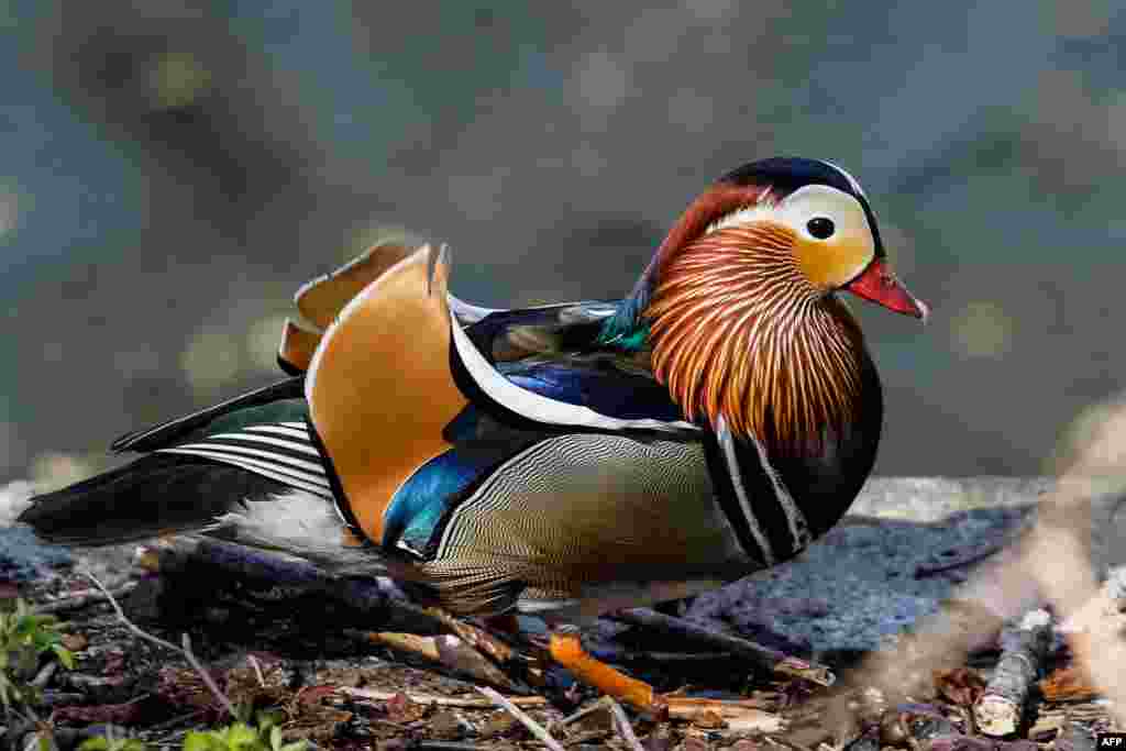 A male Mandarin duck walks along the Landwehr canal in Berlin&#39;s Kreuzberg district, Germany.