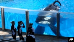 FILE - Tilikum, an orca, watches March 7, 2011, as SeaWorld trainers take a break during a training session at the theme park's Shamu Stadium in Orlando, Florida.