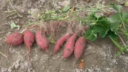 The Sweet Potato, native to S. America was around in Polynesia 1-thousand years ago. Credit: Miya