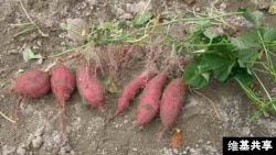 The sweet potato, native to South America was around in Polynesia 1,000 years ago. (Credit: Miya)