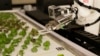Robotička ruka sadi biljke u kompaniji "Iron ox" u Kaliforniji