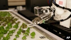 In this Thursday, Sept. 27, 2018, photo a robotic arm lifts plants being grown at Iron Ox, a robotic indoor farm, in San Carlos, Calif. (AP Photo/Eric Risberg)