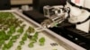 Robot Farm Aims to Bring Fresher Food to US Cities
