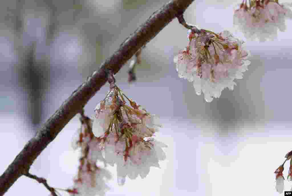 Ice-covered cherry blossoms are seen near the Potomac River in Washington, D.C.&nbsp;Winter Storm Stella dumped snow and sleet across the northeastern United States where thousands of flights were canceled and schools closed, but appeared less severe than initially forecast.&nbsp;
