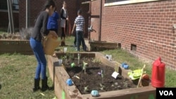 美國維吉尼亞州一家小學教學生愛護地球的課外活動。(視頻截圖)