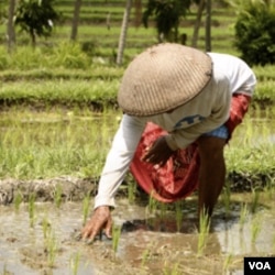 Pengamat menyebut peningkatan kesejahteraan petani menjadi kunci kesejahteraan bangsa.