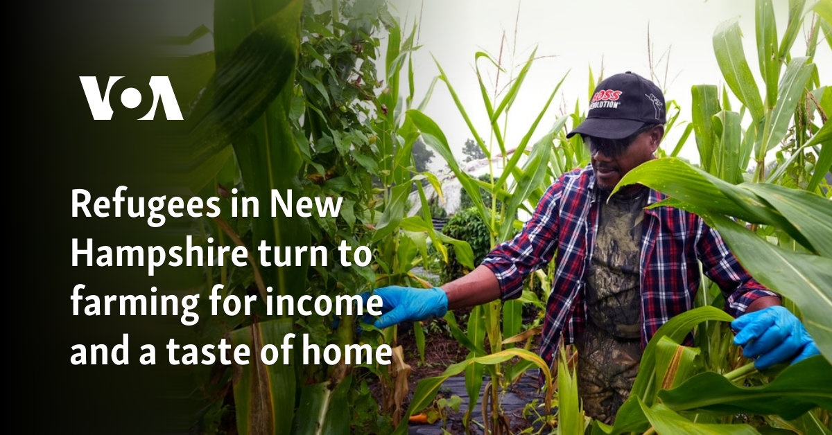 Refugees in New Hampshire turn to farming for income and a taste of home