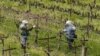 Trabajadores agrícolas mantiene una distancia entre ellos para evitar contagiarse en los viñedos californianos. 