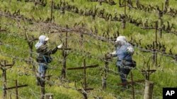 Trabajadores agrícolas mantiene una distancia entre ellos para evitar contagiarse en los viñedos californianos. 