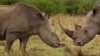 Mỹ, Anh chiếu phim nâng cao nhận thức về tê giác ở Việt Nam