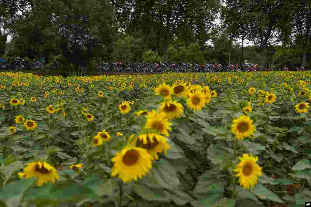 The pack passes fields of sunflowers during the 17th part of the Tour de France cycling race.