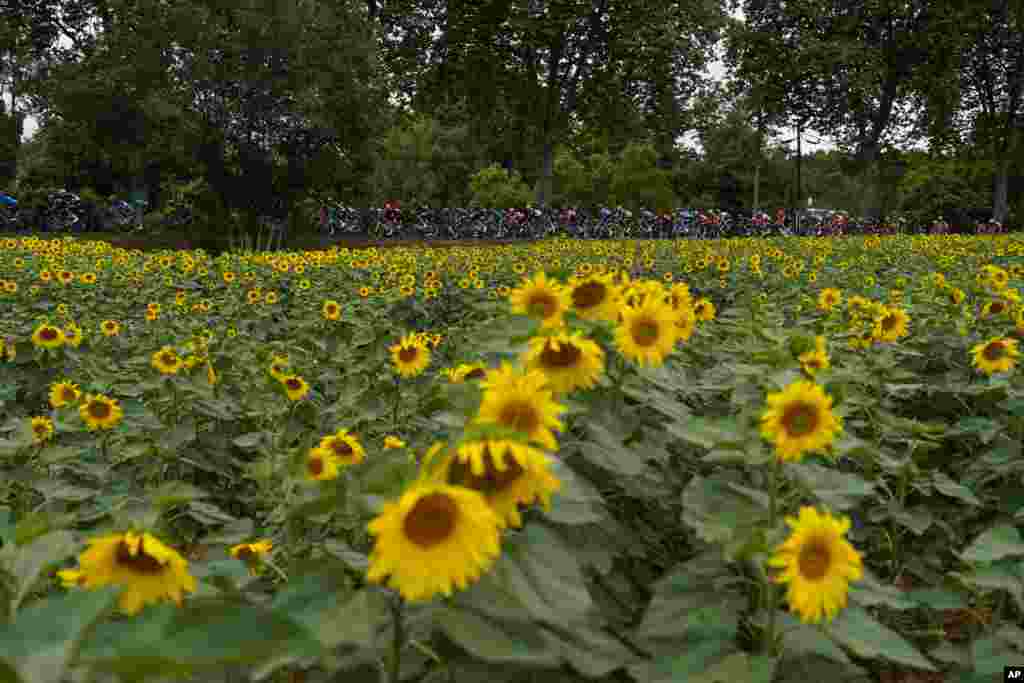 The pack passes fields with sunflowers during the seventeenth stage of the Tour de France cycling race over 178.4 kilometers (110.9 miles) with start in Muret and finish in Saint-Lary-Soulan Col du Portet, France.