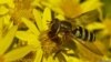 'อียู' ขยายคำสั่งห้ามใช้ยาฆ่าแมลงที่เป็นอันตรายต่อผึ้ง