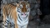 Une tigresse échappée rôde près de Johannesburg