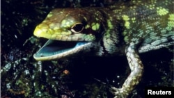 Prasinohaema prehensicauda, a green-blooded lizard with high concentrations of biliverdin, or a toxic green bile pigment, found in New Guinea is seen in this image released May 16, 2018. 
