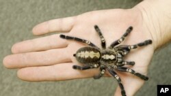 Tarantula