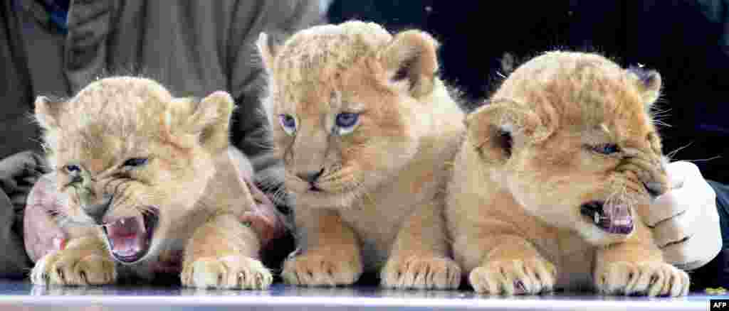 19/10: Ba sư tử con Asali, Simba và Nala, tính từ bên trái. Những sư tử con này mới ra đời được sáu tuần. (AP Photo/Nigel Treblin)