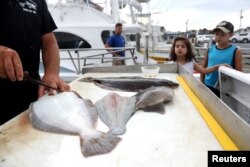 Children watch a worker as he fillets a summer flounder in Cape May, New Jersey, Aug. 3, 2017.