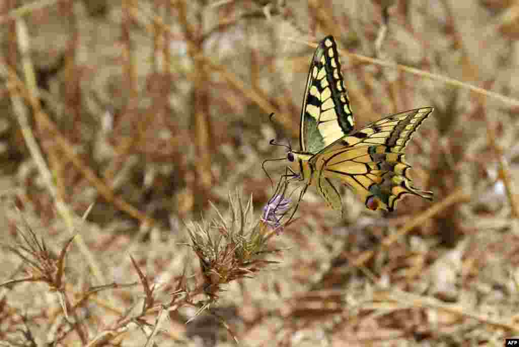 A Papilio Machaon butterfly is seen on a thistle stem along the border between Israel and the Gaza Strip.