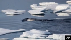 FILE - Narwhals swim between sea ice floating in the Canadian Arctic Archipelago, July 22, 2017.
