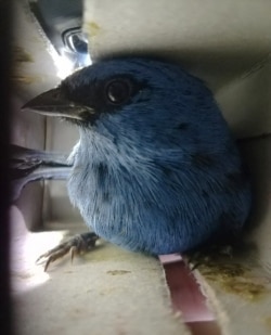 Dalam foto yang dirilis oleh Dinas Kehutanan dan Margasatwa Nasional (SERFOR) pada 15 Januari 2020 tampak burung-burung yang diselamatkan dari koper seorang warga Belgia yang dalam penerbangan menuju Madrid, Spanyol, di Bandara Internasional Lima, Peru.