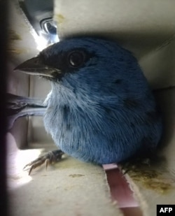 Dalam foto yang dirilis oleh Dinas Kehutanan dan Margasatwa Nasional (SERFOR) pada 15 Januari 2020 tampak burung-burung yang diselamatkan dari koper seorang warga Belgia yang dalam penerbangan menuju Madrid, Spanyol, di Bandara Internasional Lima, Peru.