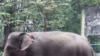 Voi Sumatra được đưa vào danh sách có nguy cơ tuyệt chủng