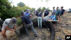 FILE: Around 250 elephants will be relocated within Malawi, after their population boomed in the Liwonde National Park where they were living, putting a strain on local communities.