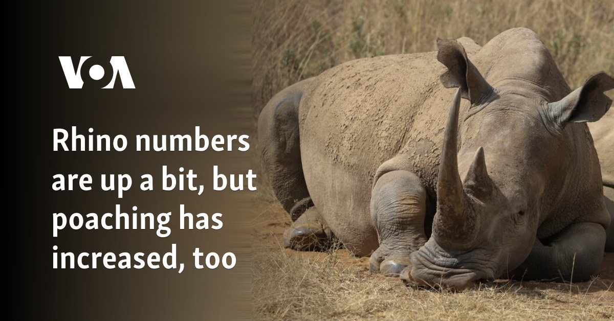 Rhino numbers are up a bit, but poaching has increased, too