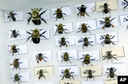 A collection of bumblebees are pinned to a board for identification in Togus, Maine, July 10, 2015.