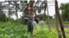 Cambodian Farmers Plant Less Rice, More Organic Vegetables