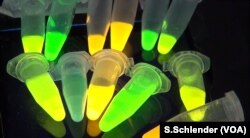 Ultraviolet light reveals different "species" of quantum dots that have been programmed to attack specific microbes.