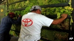 外籍勞工在一個種植菜農場幫忙收割作物。(資料圖片)