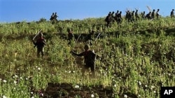 Soldiers and civilians use sticks to cut the opium poppies in a jungle field in Shan State, northeast of Burma (File)