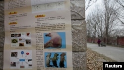 Poster sosialisasi wabah demam babi Afrika ditempelkan di luar sebuah peternakan di kawasan Fangshan, Beijing, China, 23 November 2018. (Foto: dok).