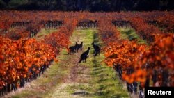 A group of kangaroos can be seen between rows of vines at a vineyard in the Barossa Valley, north of Adelaide in Australia, June 10, 2017.