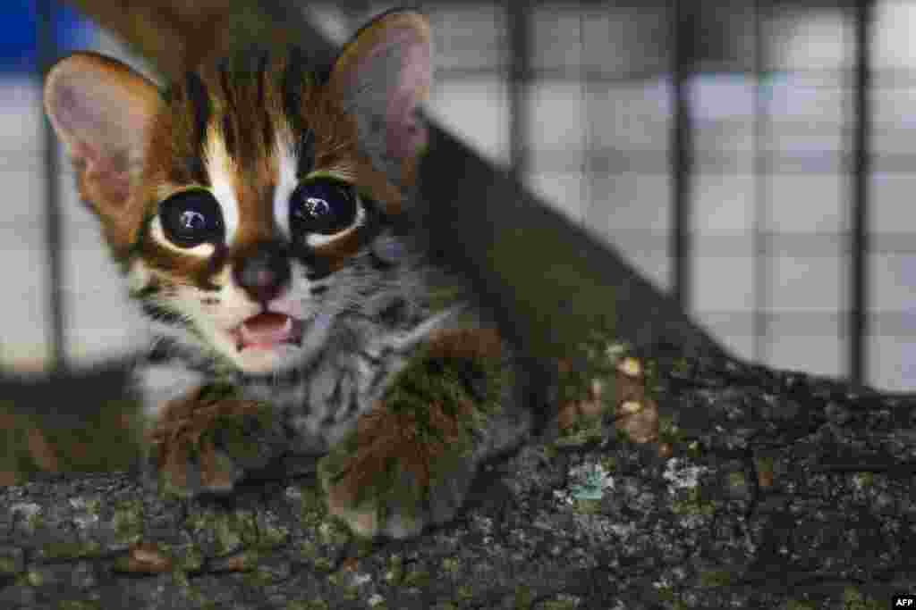 A rescued baby Asian leopard cat is seen at a natural resources conservation agency (BKSDA) in Banda Aceh, Indonesia.