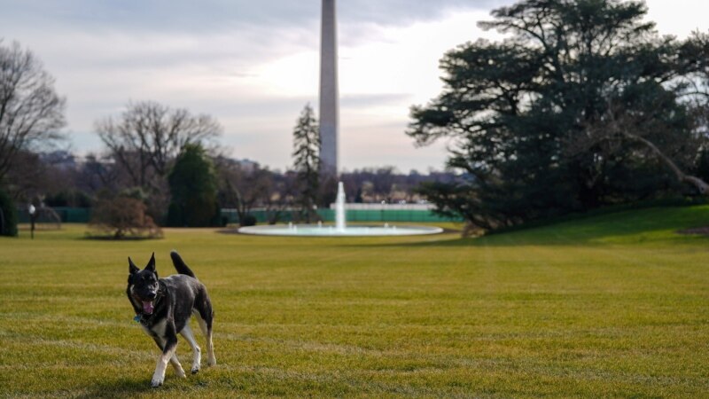 Dogs Return to the White House