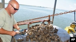 Oyster fisherman Tracy Collins shucks an oyster on Caminada Bay in Louisiana.