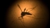 FILE - An Aedes aegypti mosquito is photographed through a microscope at the Fiocruz institute in Recife, Pernambuco state, Brazil, Jan. 27, 2016.