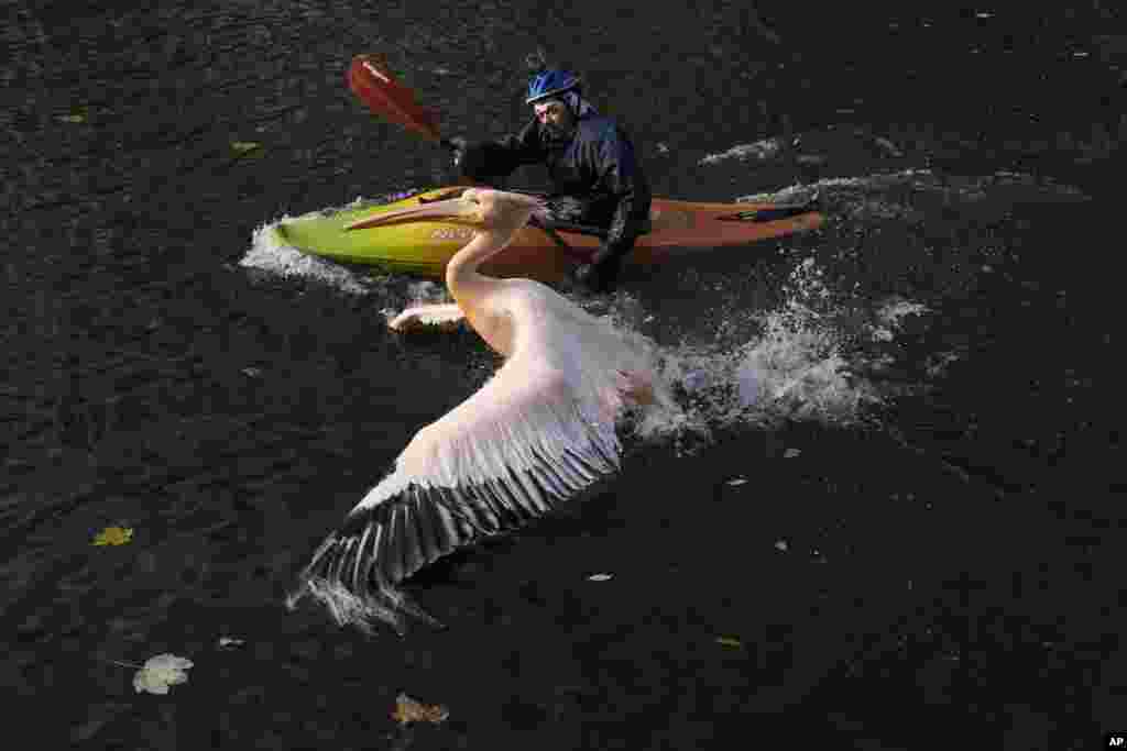 A zoo curator using a kayak tries to catch a pelican in order to move the bird into its winter enclosure at the zoo in Liberec, Czech Republic.