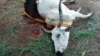 L'abattage d'une vache devenu symbole de la protestation contre Faure Gnassingbé