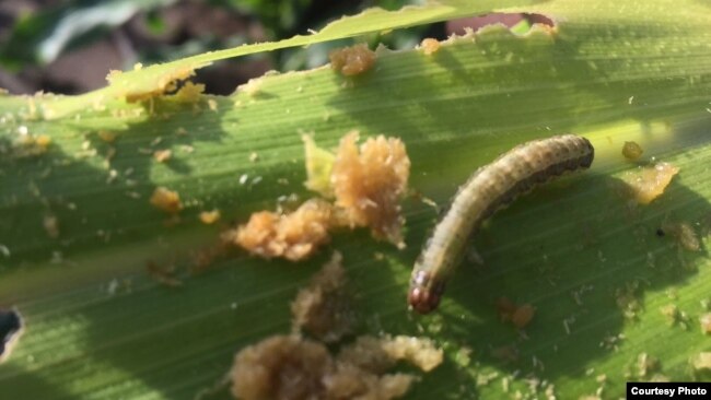 An armyworm attacks maize crops in a province in Zambia. (Courtesy - Derrick Sinjela in Zambia)
