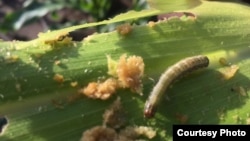 FILE - An armyworm attacks maize crops in a province in Zambia. (Courtesy - Derrick Sinjela in Zambia)
