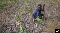 A farmer shows his failed crops and farmland in the Megenta area of Afar, Ethiopia, Jan.26, 2016.