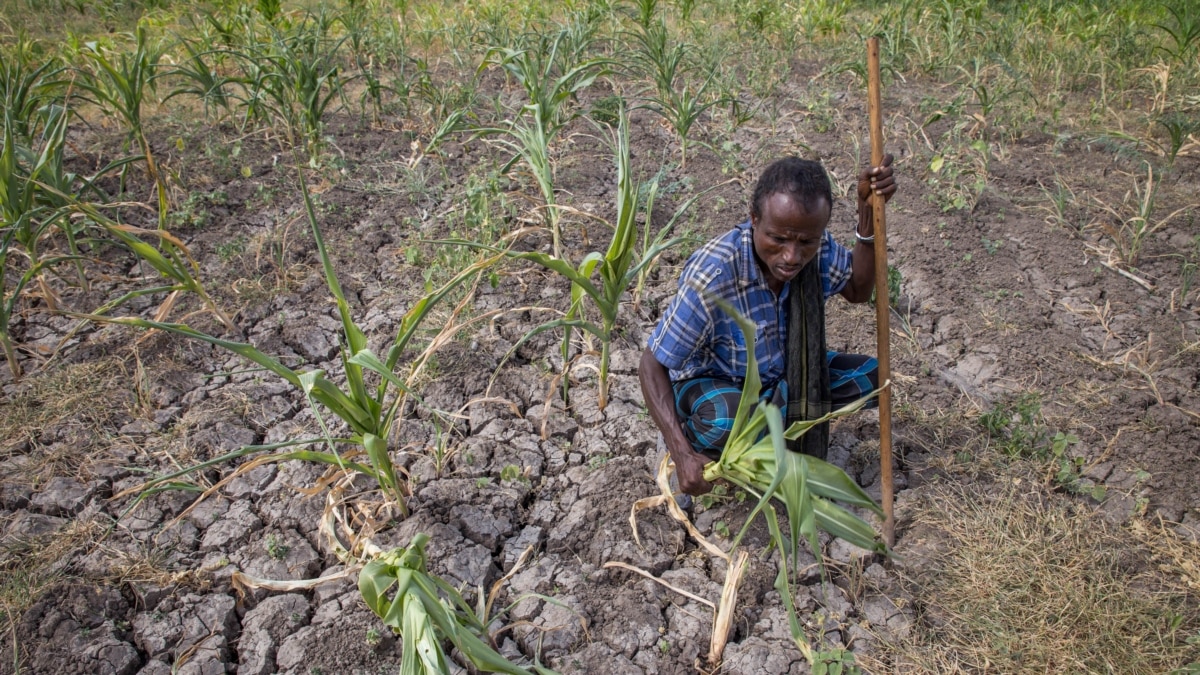 Los científicos dicen que el cambio climático ya está causando la mortalidad masiva de especies