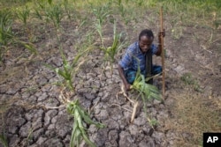 FILE - A farmer shows his failed crops and farmland in the Megenta area of Afar, Ethiopia, Jan.26, 2016.