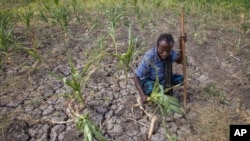 FILE - A farmer shows his failed crops in the Megenta area of Afar, Ethiopia, Jan. 26, 2016.